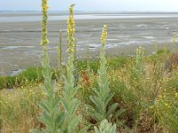 Verbascum thapsus 20, Koningskaars, Saxifraga-Ed Stikvoort