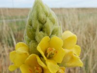 Verbascum thapsus 21, Koningskaars, Saxifraga-Ed Stikvoort