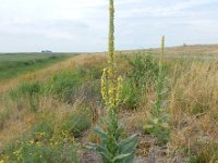 Verbascum thapsus 23, Koningskaars, Saxifraga-Ed Stikvoort