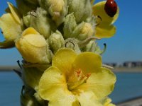 Verbascum thapsus 26, Koningskaars, Saxifraga-Ed Stikvoort