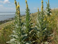 Verbascum thapsus 27, Koningskaars, Saxifraga-Ed Stikvoort