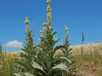 Verbascum thapsus 28, Koningskaars, Saxifraga-Ed Stikvoort