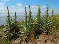 Verbascum thapsus 29, Koningskaars, Saxifraga-Ed Stikvoort