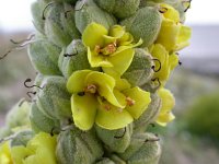 Verbascum thapsus 3, Koningskaars, Saxifraga-Peter Meininger