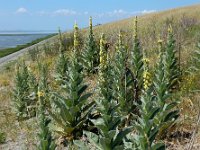 Verbascum thapsus 30, Koningskaars, Saxifraga-Ed Stikvoort