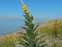 Verbascum thapsus 31, Koningskaars, Saxifraga-Ed Stikvoort