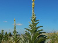 Verbascum thapsus 32, Koningskaars, Saxifraga-Ed Stikvoort