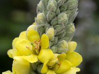 Verbascum thapsus 33, Koningskaars, Saxifraga-Roel Meijer