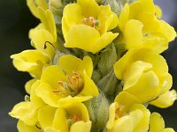 Verbascum thapsus 34, Koningskaars, Saxifraga-Roel Meijer