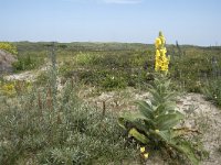 Verbascum thapsus 35, Koningskaars, Saxifraga-Willem van Kruijsbergen