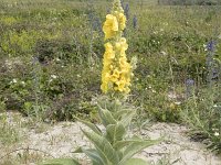 Verbascum thapsus 36, Koningskaars, Saxifraga-Willem van Kruijsbergen