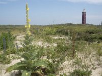 Verbascum thapsus 37, Koningskaars, Saxifraga-Willem van Kruijsbergen