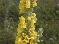 Verbascum thapsus 38, Koningskaars, Saxifraga-Willem van Kruijsbergen