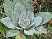 Verbascum thapsus 45, Koningskaars, Saxifraga-Tom Heijnen