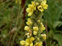 Verbascum thapsus ssp montanum 6, Saxifrag-Jan van der Straaten