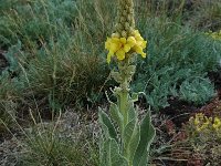 Verbascum thapsus ssp thapsus 11, Koningskaars, Saxifraga-Jan van der Straaten