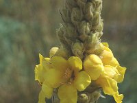 Verbascum thapsus ssp thapsus 7, Koningskaars, Saxifraga-Jan van der Straaten