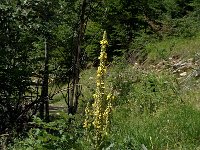 Verbascum thapsus ssp thapsus 8, Koningskaars, Saxifraga-Jan van der Straaten