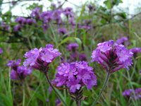 Verbena rigida 4, Saxifraga-Ed Stikvoort