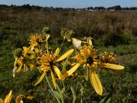 Verbesina alternifolia 10, Saxifraga-Ed Stikvoort : Terneuzen Grensmaas Borgharen stekelnachtschade Kruiningen a900