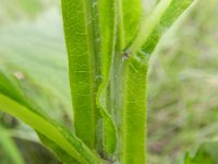 Verbesina alternifolia 3, Saxifraga-Rutger Barendse