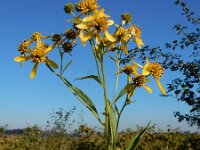 Verbesina alternifolia 6, Saxifraga-Ed Stikvoort : Terneuzen Grensmaas Borgharen stekelnachtschade Kruiningen s9900