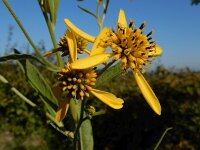 Verbesina alternifolia 7, Saxifraga-Ed Stikvoort : Terneuzen Grensmaas Borgharen stekelnachtschade Kruiningen a900