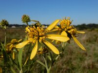 Verbesina alternifolia 8, Saxifraga-Ed Stikvoort : Terneuzen Grensmaas Borgharen stekelnachtschade Kruiningen a900