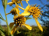 Verbesina alternifolia 9, Saxifraga-Ed Stikvoort : Terneuzen Grensmaas Borgharen stekelnachtschade Kruiningen s9900