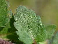 Veronica agrestis 16, Akkerereprijs, Saxifraga-Sonja Bouwman