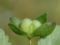 Veronica agrestis 17, Akkerereprijs, Saxifraga-Sonja Bouwman