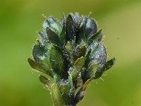 Veronica alpina 10, Saxifraga-Sonja Bouwman  Alpenereprijs - Veronica alpina - Plantaginaceae familie