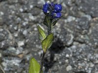 Veronica alpina 3, Saxifraga-Willem van Kruijsbergen