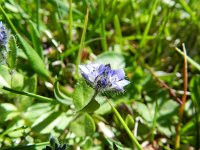 Veronica alpina 8, Saxifraga-Rutger Barendse