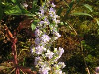 Veronica anagallis-aquatica 10, Blauwe waterereprijs, Saxifraga-Rutger Barendse