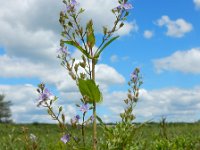 Veronica anagallis-aquatica 11, Blauwe waterereprijs, Saxifraga-Ed Stikvoort