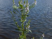 Veronica anagallis-aquatica 13, Blauwe waterereprijs, Saxifraga-Ed Stikvoort