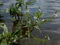 Veronica anagallis-aquatica 14, Blauwe waterereprijs, Saxifraga-Ed Stikvoort