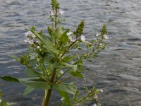 Veronica anagallis-aquatica 15, Blauwe waterereprijs, Saxifraga-Ed Stikvoort