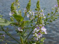 Veronica anagallis-aquatica 16, Blauwe waterereprijs, Saxifraga-Ed Stikvoort