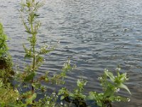 Veronica anagallis-aquatica 17, Blauwe waterereprijs, Saxifraga-Ed Stikvoort