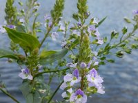 Veronica anagallis-aquatica 18, Blauwe waterereprijs, Saxifraga-Ed Stikvoort