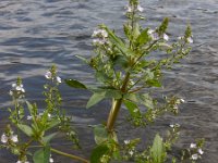 Veronica anagallis-aquatica 19, Blauwe waterereprijs, Saxifraga-Ed Stikvoort