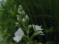 Veronica anagallis-aquatica 2, Blauwe waterereprijs, Saxifraga-Rutger Barendse