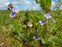 Veronica anagallis-aquatica 20, Blauwe waterereprijs, Saxifraga-Ed Stikvoort