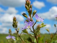 Veronica anagallis-aquatica 21, Blauwe waterereprijs, Saxifraga-Ed Stikvoort