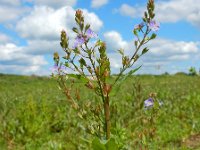 Veronica anagallis-aquatica 22, Blauwe waterereprijs, Saxifraga-Ed Stikvoort