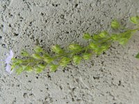 Veronica anagallis-aquatica 23, Blauwe waterereprijs, Saxifraga-Rutger Barendse