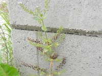 Veronica anagallis-aquatica 24, Blauwe waterereprijs, Saxifraga-Rutger Barendse