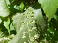 Veronica anagallis-aquatica 25, Blauwe waterereprijs, Saxifraga-Rutger Barendse